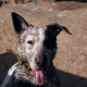 Image for article titled Far Cry 5 Has Some Very Good Dogs